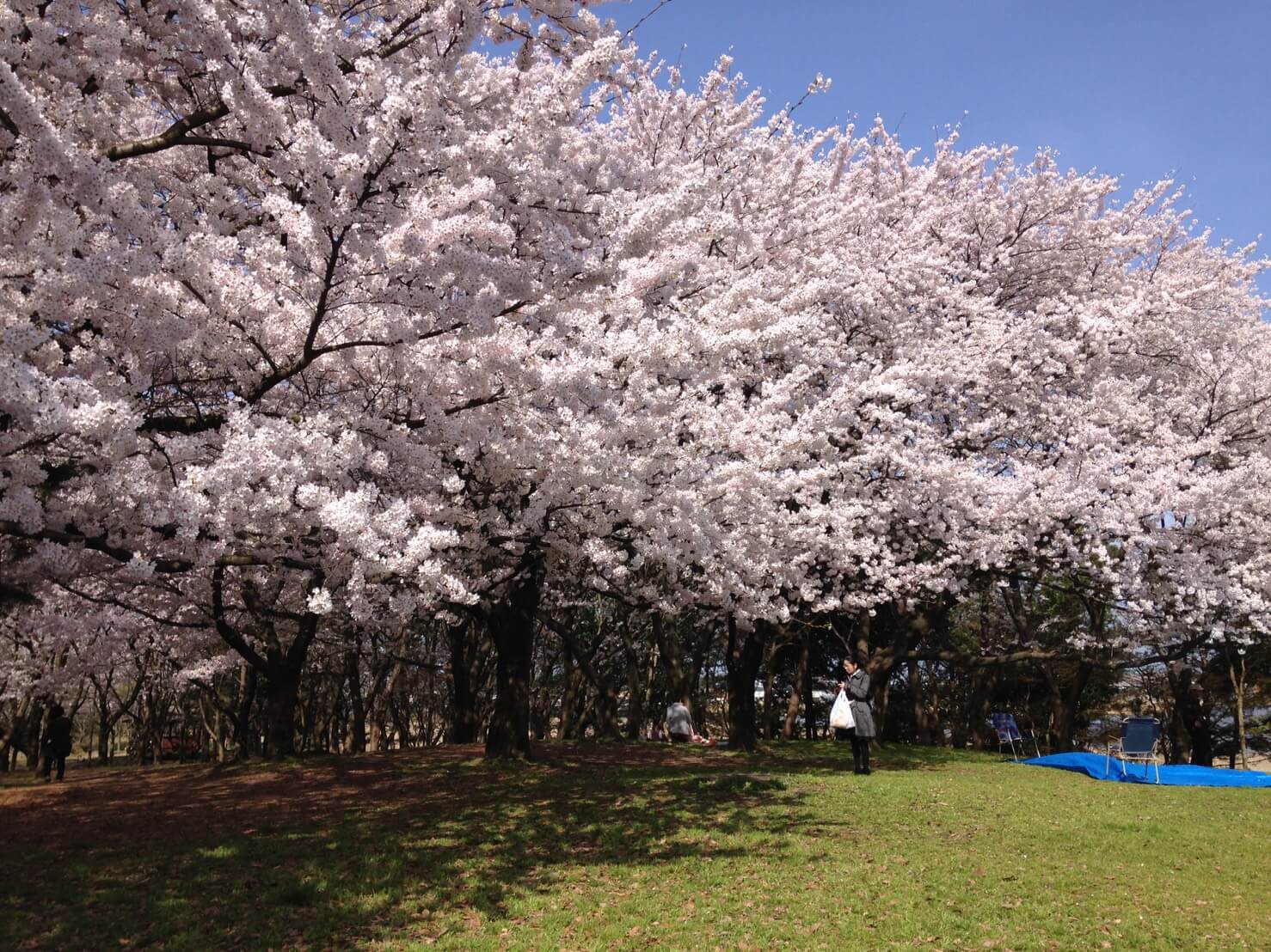 お花見